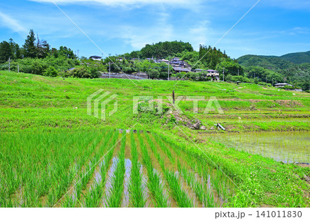 寺坂棚田　田植えの季節　新緑の風景　 141011830