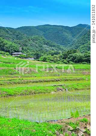 寺坂棚田　田植えの季節　新緑の風景　 141011832