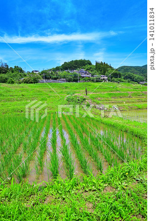 寺坂棚田 田植えの季節 新緑の風景 寺坂棚田 田植えの季節 新緑の風景 141011834