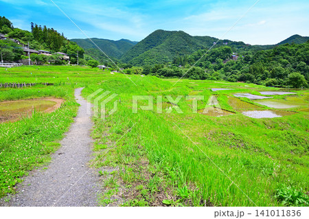 寺坂棚田 田植えの季節 新緑の風景 寺坂棚田 田植えの季節 新緑の風景 141011836