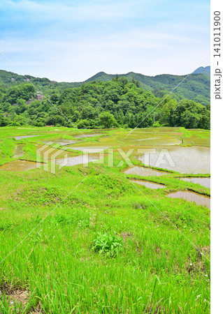 寺坂棚田　田植えの季節　新緑の風景　 141011900