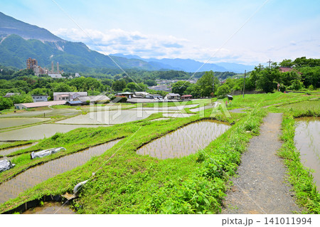 武甲山と寺坂棚田　田植えの季節　新緑の風景　 141011994