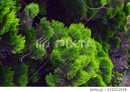 植栽 生垣 垣根 植木 低木 植栽 生垣 垣根 植木 低木 141012036