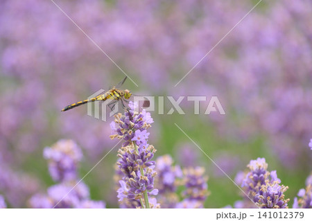 【富良野】ラベンダーの花にとまる黄色のトンボ 【富良野】ラベンダーの花にとまる黄色のトンボ 141012379