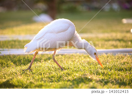 White cattle egret wild bird, also known as Bubulcus ibis walking on green lawn in summer White cattle egret wild bird, also known as Bubulcus ibis walking on green lawn in summer 141012415