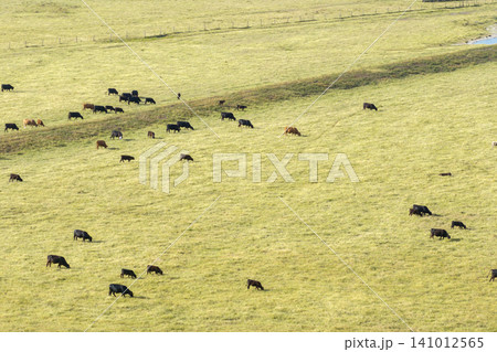 Free range milk cows grazing on farm pasture. Feeding of cattle on farmland grassland 141012565