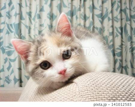 まっすぐ見つめる子猫 141012583