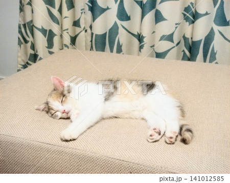 リラックスして眠る子猫 141012585