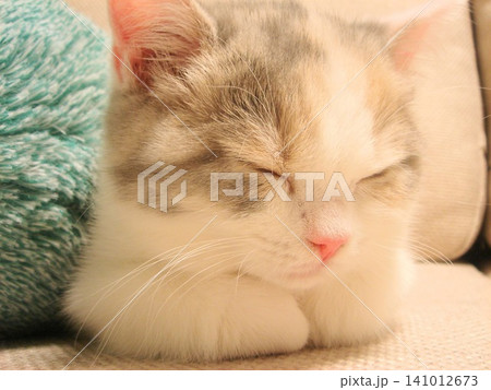 眠る子猫 141012673