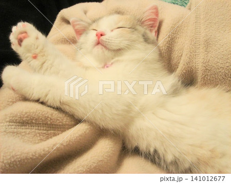 ぐっすりリラックス子猫 141012677