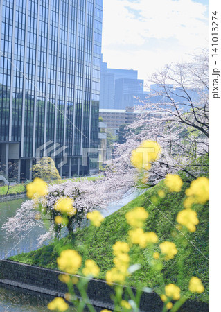 菜の花とビル群、桜と菜の花が咲き始めた 菜の花とビル群、桜と菜の花が咲き始めた 141013274