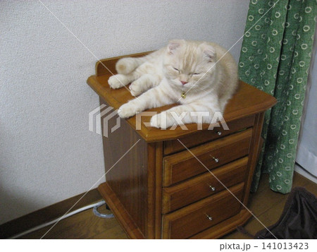 棚の上で寝る猫 棚の上で寝る猫 141013423