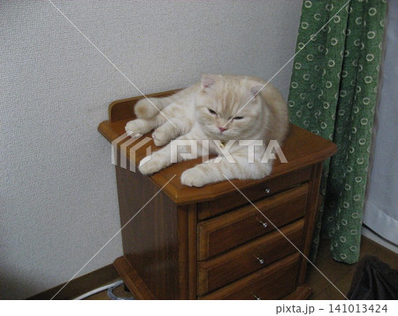 棚の上に乗る猫 棚の上に乗る猫 141013424