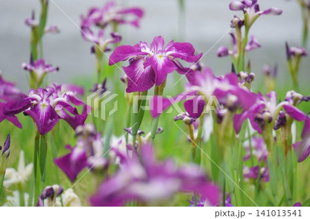 花菖蒲園に咲く紫のハナショウブ2 141013541