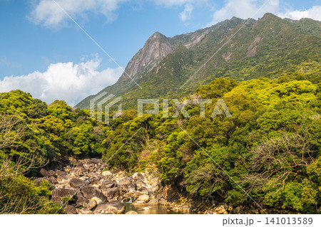 屋久島の春 鯛ノ川と世界自然遺産モッチョム岳 屋久島の春 鯛ノ川と世界自然遺産モッチョム岳 141013589