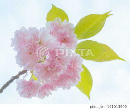 八重桜の花と新緑の葉　春の枝クローズアップ 141013900