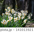 春の庭に咲く白い水仙の花束 141013921