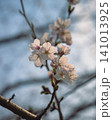 青空を背景に咲く桜の花のクローズアップ 141013925