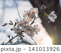 夕暮れの柔らかな光に輝く桜の枝と花 141013926
