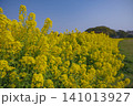 青空と菜の花畑の春景色 141013927