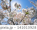 青空に映える満開の白い桜の花と木漏れ日 141013928