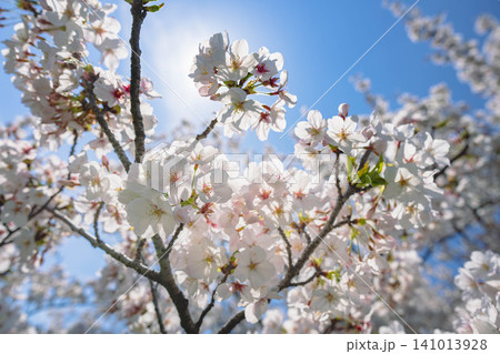 青空に映える満開の白い桜の花と木漏れ日 青空に映える満開の白い桜の花と木漏れ日 141013928