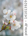 春の桜の枝に咲く白いサクラの花のクローズアップ 141013929