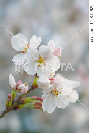 春の桜の枝に咲く白いサクラの花のクローズアップ 春の桜の枝に咲く白いサクラの花のクローズアップ 141013929