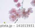 春の桜の花が枝に咲き誇るクローズアップ 141013931