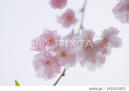 春の桜の花が枝に咲き誇るクローズアップ 春の桜の花が枝に咲き誇るクローズアップ 141013931