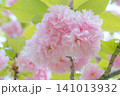 春に咲く美しいピンクの八重桜のクローズアップ 141013932