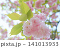 春の八重桜のピンクの花と緑の葉のクローズアップ 141013933