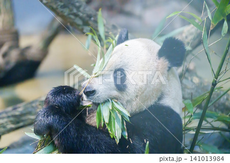Cute Giant Panda, Ailuropoda melanoleuca or panda bear in forest at Chengdu Panda Breeding Research Center Dujiangyan. landmark and popular for tourists attractions in Chengdu, China. 141013984