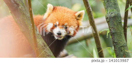 Cute Red Panda, Ailurus fulgens or lesser panda in forest at Chengdu Panda Breeding Research Center Dujiangyan. landmark and popular for tourists attractions in Chengdu, China. Travel and Vacation Cute Red Panda, Ailurus fulgens or lesser panda in forest at Chengdu Panda Breeding Research Center Dujiangyan. landmark and popular for tourists attractions in Chengdu, China. Travel and Vacation 141013987