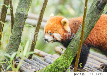 Cute Red Panda, Ailurus fulgens or lesser panda in forest at Chengdu Panda Breeding Research Center Dujiangyan. landmark and popular for tourists attractions in Chengdu, China. Travel and Vacation 141013988