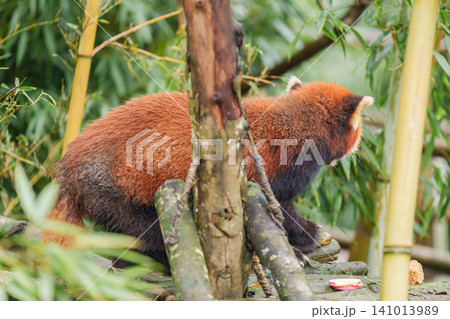 Cute Red Panda, Ailurus fulgens or lesser panda in forest at Chengdu Panda Breeding Research Center Dujiangyan. landmark and popular for tourists attractions in Chengdu, China. Travel and Vacation 141013989