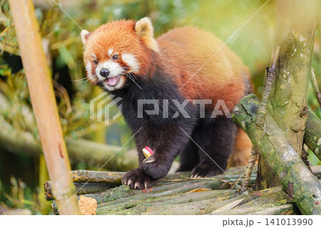 Cute Red Panda, Ailurus fulgens or lesser panda in forest at Chengdu Panda Breeding Research Center Dujiangyan. landmark and popular for tourists attractions in Chengdu, China. Travel and Vacation Cute Red Panda, Ailurus fulgens or lesser panda in forest at Chengdu Panda Breeding Research Center Dujiangyan. landmark and popular for tourists attractions in Chengdu, China. Travel and Vacation 141013990