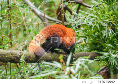 Cute Red Panda, Ailurus fulgens or lesser panda in forest at Chengdu Panda Breeding Research Center Dujiangyan. landmark and popular for tourists attractions in Chengdu, China. Travel and Vacation Cute Red Panda, Ailurus fulgens or lesser panda in forest at Chengdu Panda Breeding Research Center Dujiangyan. landmark and popular for tourists attractions in Chengdu, China. Travel and Vacation 141013992
