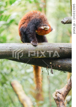 Cute Red Panda, Ailurus fulgens or lesser panda in forest at Chengdu Panda Breeding Research Center Dujiangyan. landmark and popular for tourists attractions in Chengdu, China. Travel and Vacation Cute Red Panda, Ailurus fulgens or lesser panda in forest at Chengdu Panda Breeding Research Center Dujiangyan. landmark and popular for tourists attractions in Chengdu, China. Travel and Vacation 141013995