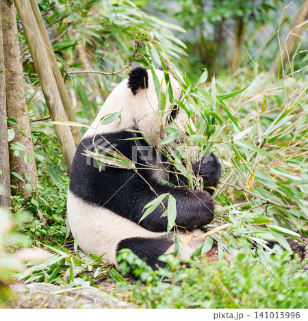 Cute Giant Panda, Ailuropoda melanoleuca or panda bear in forest at Chengdu Panda Breeding Research Center Dujiangyan. landmark and popular for tourists attractions in Chengdu, China. Cute Giant Panda, Ailuropoda melanoleuca or panda bear in forest at Chengdu Panda Breeding Research Center Dujiangyan. landmark and popular for tourists attractions in Chengdu, China. 141013996