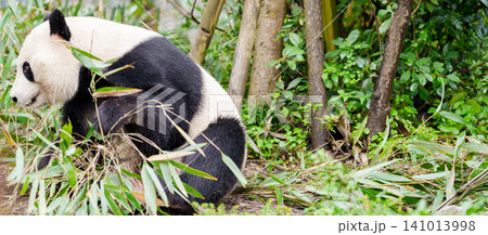 Cute Giant Panda, Ailuropoda melanoleuca or panda bear in forest at Chengdu Panda Breeding Research Center Dujiangyan. landmark and popular for tourists attractions in Chengdu, China. Cute Giant Panda, Ailuropoda melanoleuca or panda bear in forest at Chengdu Panda Breeding Research Center Dujiangyan. landmark and popular for tourists attractions in Chengdu, China. 141013998