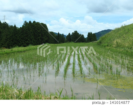 宕陰の棚田風景 宕陰の棚田風景 141014877