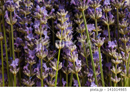 Lavender flowers grow close together under bright sunlight 141014985
