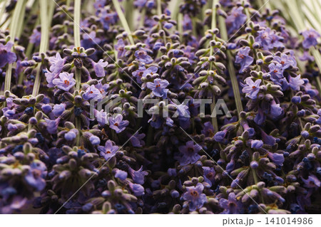 Bunches of lavender flowers are arranged for sale at a market Bunches of lavender flowers are arranged for sale at a market 141014986