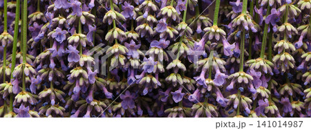 Clusters of lavender flowers grow and hang down in bright light 141014987