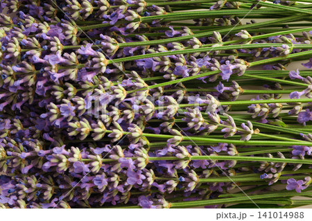 Lavender flowers are collected in a bunch for crafts Lavender flowers are collected in a bunch for crafts 141014988