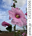 タチアオイ_青空に咲くピンクの花と蜜を吸う蜂 141015006