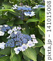 紫陽花_青白く咲くガクアジサイと初夏の庭 141015008