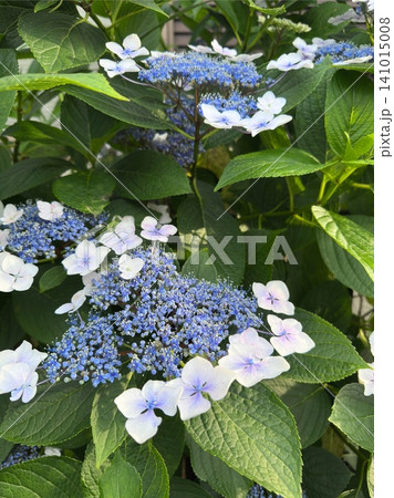 紫陽花_青白く咲くガクアジサイと初夏の庭 紫陽花_青白く咲くガクアジサイと初夏の庭 141015008