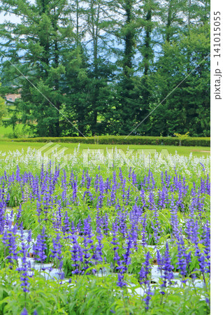 安曇野ちひろ公園　夏の大花壇 141015055
